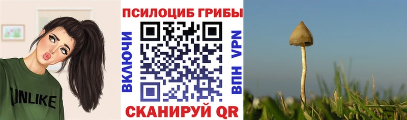 гидра ссылки  Сегежа  Галлюциногенные грибы Psilocybine cubensis 